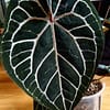 Anthurium Michelle Mutterpflanze