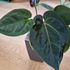 Anthurium King of Forgetii Pflanze