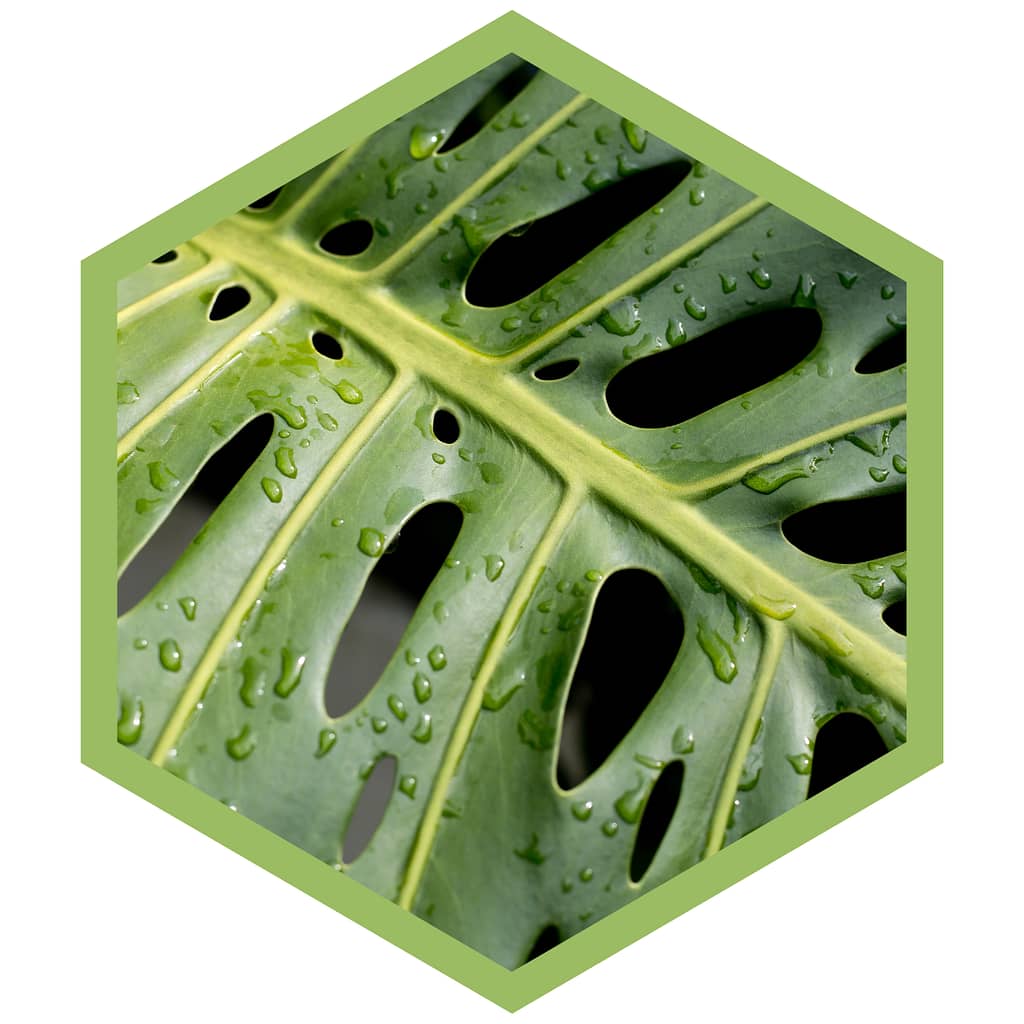 Monstera Deliciosa - Einzigartiges Blattmuster und Löcher.