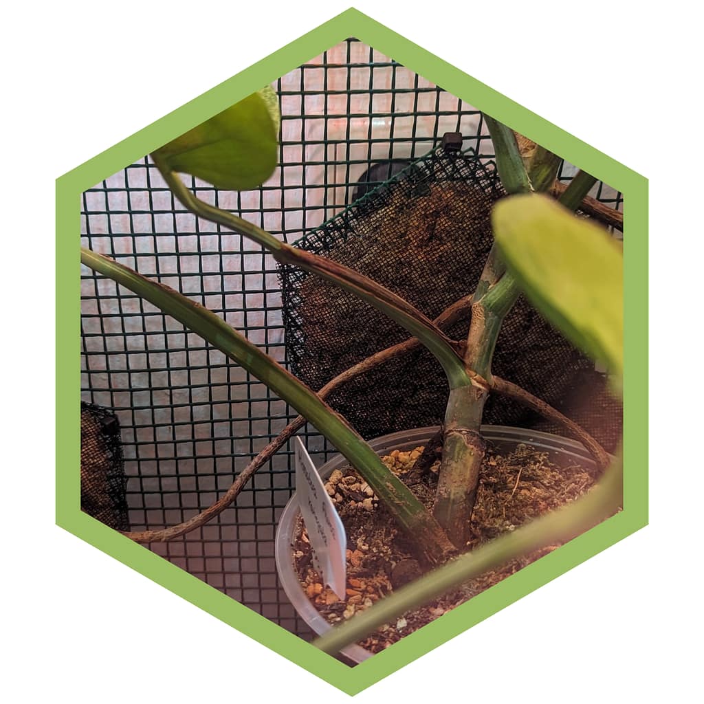 Monstera Deliciosa mit Luftwurzeln - Funktion und Nutzen.
