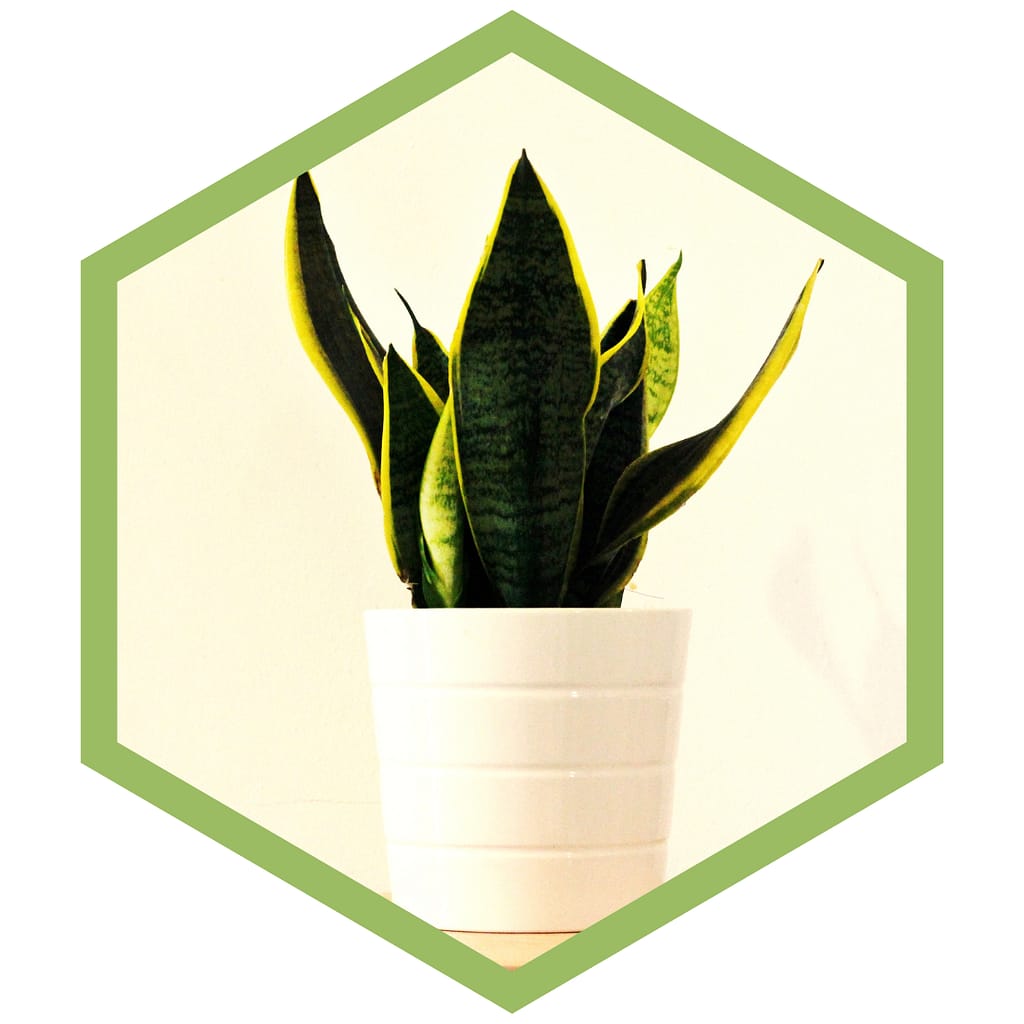 Sansevieria Laurentii - Beispiel für pflegeleichte Pflanzen mit wenig Licht.
