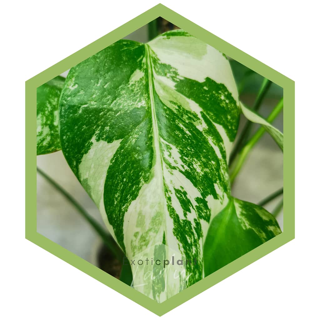 Monstera Albo Variegata - Beispiel für lichtliebende Pflanzen.