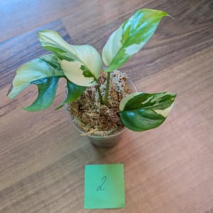 Rhaphidophora Tetrasperma Albo Variegata Pflanze.