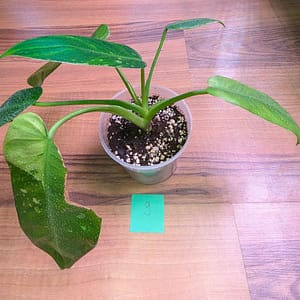 Philodendron Jose Buono Pflanze - voll bewurzelt - mehrere Blätter - Kein Tissue Culture
