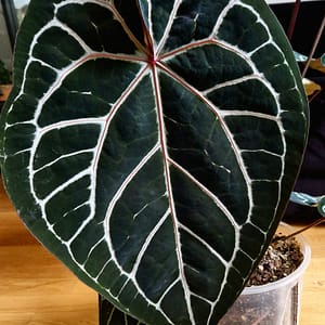 Anthurium Michelle Mutterpflanze