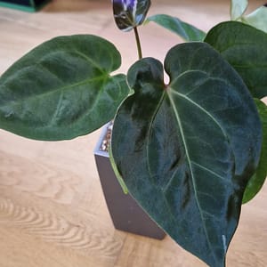 Anthurium King of Forgetii Pflanze