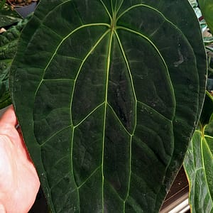 Mutterpflanze - King of Forgetii.