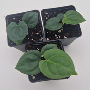 Anthurium Silver Blush x Luxurians Seedlings