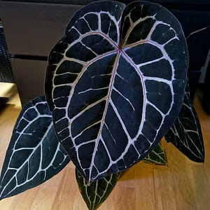Anthurium Michelle Mutterpflanze