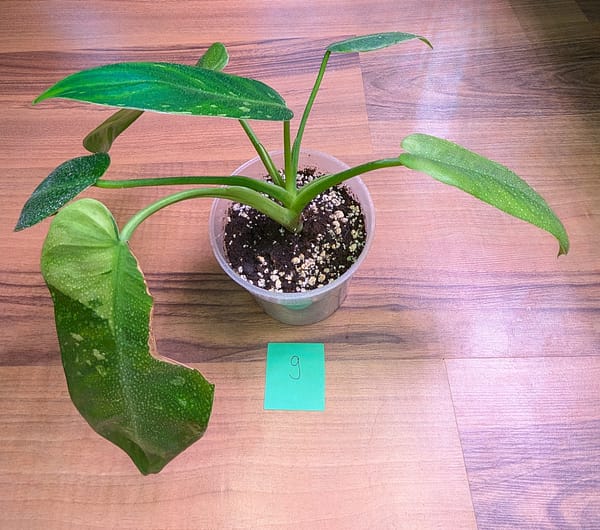 Philodendron Jose Buono Pflanze - voll bewurzelt - mehrere Blätter - Kein Tissue Culture