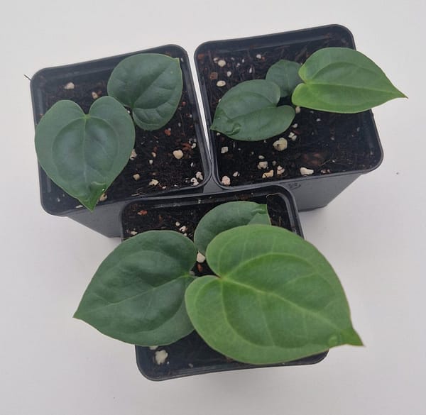 Anthurium Silver Blush x Luxurians Seedlings