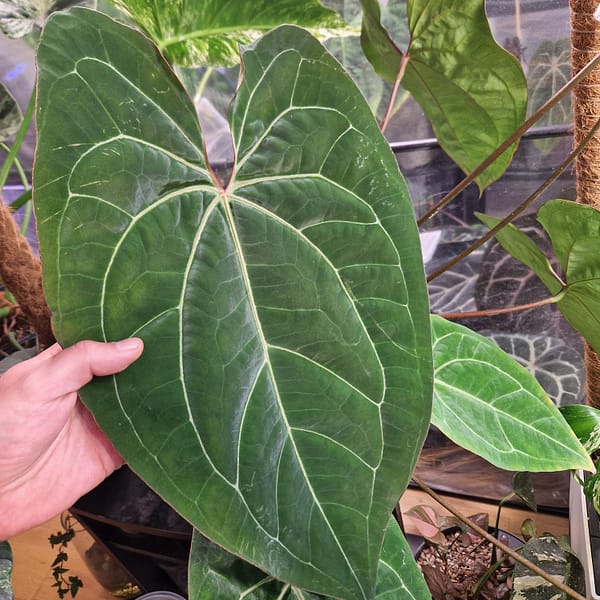 Anthurium Blue Papi x Waroquaneum Mutterpflanze.