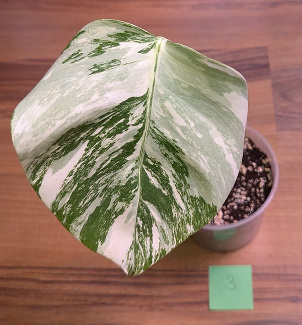 Monstera Borsigiana Variegata Steckling - voll bewurzelt - am Ausztreiben.