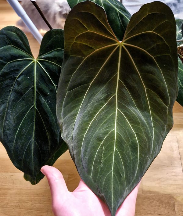 Anthurium Blue Papi x Red Crystallinum Mutterpflanze.