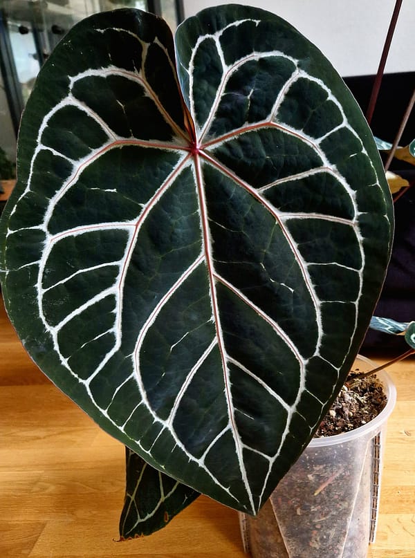 Anthurium Michelle Mutterpflanze