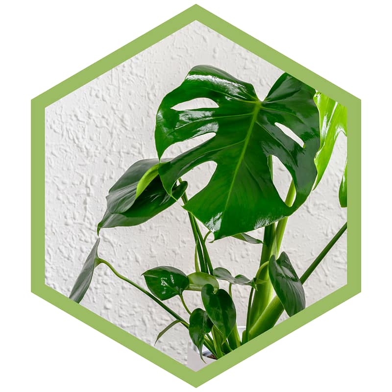 Monstera Deliciosa - Pflegetipps für eine gesunde Pflanze.
