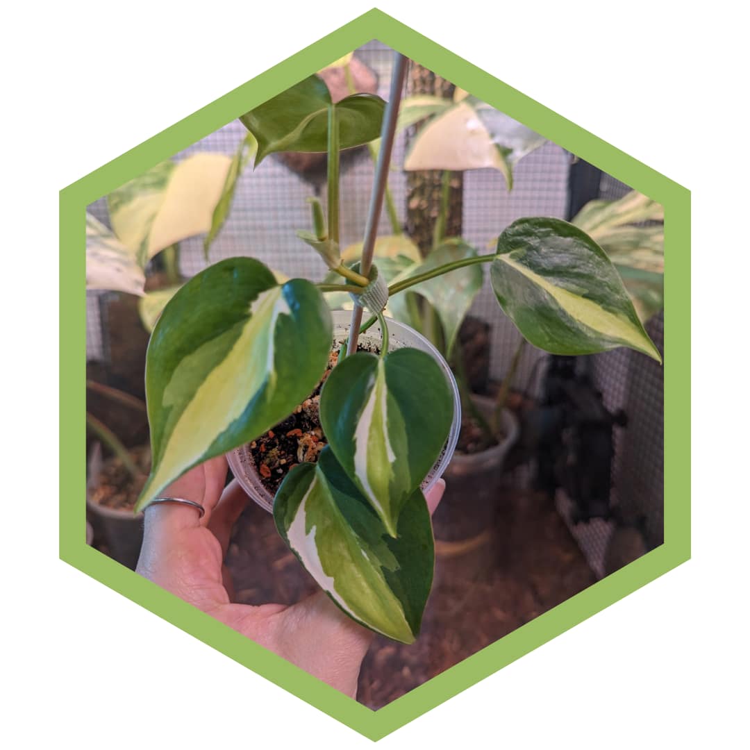 Philodendron Cream Splash Pflegeanleitung Exoticplant-Lady