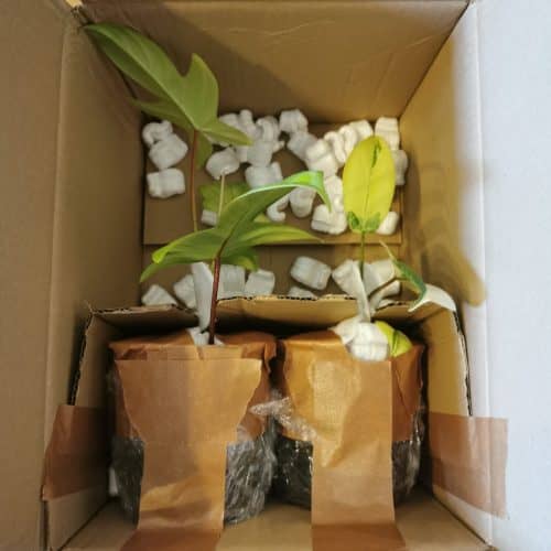 Florida Beauty in einem Paket, welches die BAsicherung von Pflanzen während des Versands veranschaulicht.