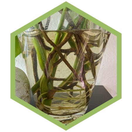 Wurzelnde Monstera-Stecklinge in einer Vase.